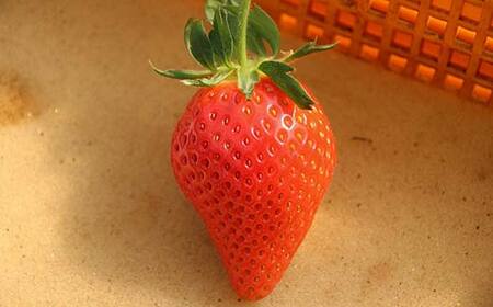 ≪先行予約≫埼玉県産 いちご あまりん 150g×4パック 2026年1月上旬から順次発送 苺 いちご ストロベリー 冬 果実 果物 くだもの フルーツ 話題 ブランド 甘い あまい デザート 贈答 贈り物 プレゼント ギフト 家庭 自宅 埼玉県 本庄市 F5K-538