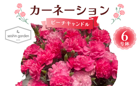 【2026年5月10日母の日】贈答用カーネーション ピーチキャンドル６号鉢  2026年5月5日から順次発送 母の日 花 フラワー 鉢植 植物 贈り物 プレゼント ギフト 埼玉県 本庄市 F5K-593
