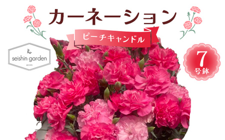 【2026年5月10日母の日】贈答用カーネーション ピーチキャンドル7号鉢  2026年5月5日から順次発送 母の日 花 フラワー 鉢植 植物 贈り物 プレゼント ギフト 埼玉県 本庄市 F5K-599