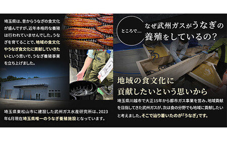 武州うなぎ 国産うなぎ蒲焼 5尾 大サイズ 冷凍真空パック（約750g） | うなぎ うなぎ うなぎ うなぎ うなぎ