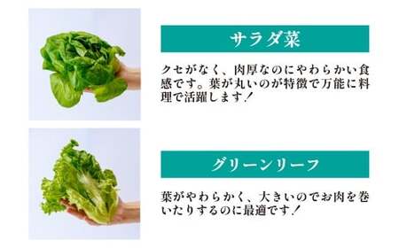 3種のレタス 各500g×2パック×9回 定期便 | レタス