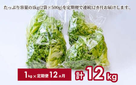 3種のレタス 各500g×2パック×12回 定期便 | レタス