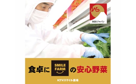 【農薬不使用】洗わず食べられる！ フリルレタス お徳用 1kg 【 フリルレタス レタス サラダ 葉物 野菜 サラダ 用 レタス 緑黄色野菜 レタス 2袋 レタス 新鮮 レタス 徳用 レタス おすすめ 東松山 埼玉 】