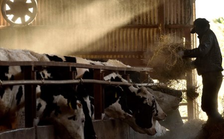 ビーフハンバーグ・ビーフシチュー 各10個 ビーフベーコン・ブレザオーラ・ビーフジャーキーより1点 | ハンバーグ ビーフシチュー 国産牛