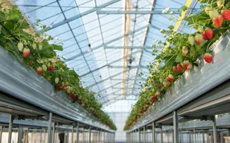 【先行予約】とちおとめ いちご 260g×2P 苺 |高糖度 限定出荷 産地直送【東松山市】