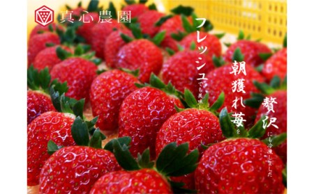 冷凍いちご 1kg 1袋 冷凍いちご