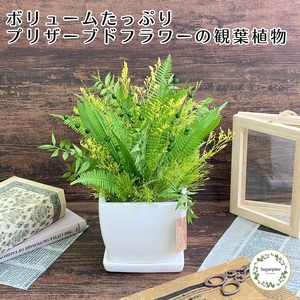 プリザーブドフラワー　ラシーヌ　春日部市　シュガーパイン（AJ262） 10,080円