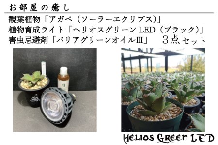 BN004 お部屋の癒し 観葉植物「アガベ（ソーラーエクリプス）」、植物