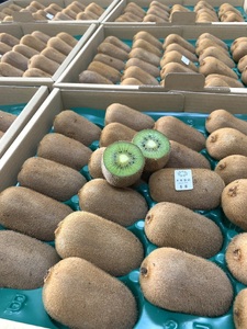 香緑21～27玉入り【春日部市】大晴農園のキウイフルーツ（BY002-1）