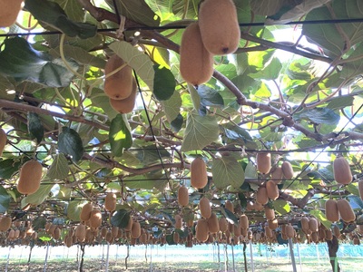 香緑21～27玉入り【春日部市】大晴農園のキウイフルーツ（BY002-1）