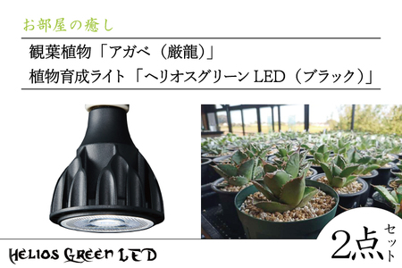 BN026 お部屋の癒し 観葉植物「アガベ（厳龍）」と植物育成ライト