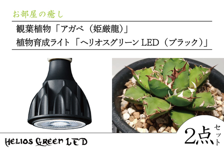 ヘリオスグリーンLED HG24 アガベなどに、、、 - 植物/観葉植物