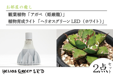 BN028 お部屋の癒し 観葉植物「アガベ（姫厳龍）」と植物育成ライト