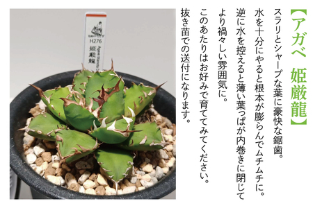 BN028 お部屋の癒し 観葉植物「アガベ（姫厳龍）」と植物育成ライト