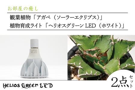 BN029 お部屋の癒し 観葉植物「アガベ（ソーラーエクリプス）」と植物