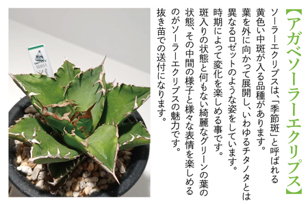 BN029　お部屋の癒し　観葉植物「アガベ（ソーラーエクリプス）」と植物育成ライト「ヘリオスグリーンLED（ホワイト）」の2点セット