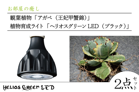 BN030 お部屋の癒し 観葉植物「アガベ（王妃甲蟹錦）」と植物育成