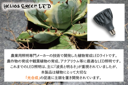 BN030 お部屋の癒し 観葉植物「アガベ（王妃甲蟹錦）」と植物