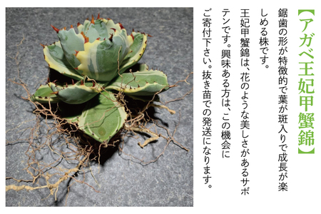 BN030 お部屋の癒し 観葉植物「アガベ（王妃甲蟹錦）」と植物育成