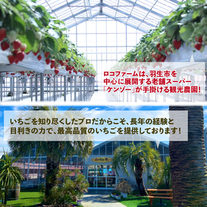 【 予約受付 】 あまりん DXパック 1kg （ 250ｇ × 4P ） いちご 苺 ストロベリー 産地直送 ご当地 果物 くだもの フルーツ デザート 食品 冷蔵 ロコファーム 埼玉県 羽生市