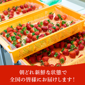 【予約】苺 あまりん +おまかせ品種 1.12kg あまりん いちご食べ比べ げんき農場 苺