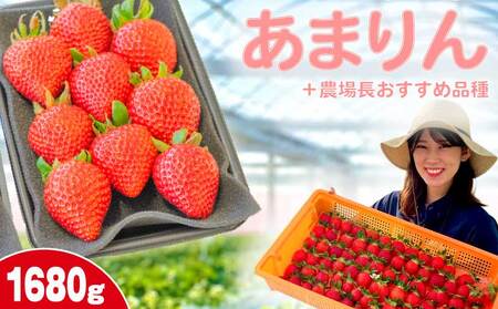 【予約】苺 あまりん +おまかせ品種 1.68kg あまりん いちご食べ比べ げんき農場 苺