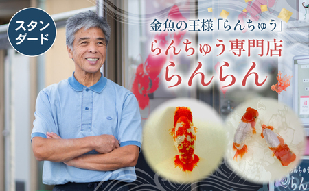 【スタンダード】 らんちゅう 飼育歴40年 ベテラン店主 日本らんちゅう協会 らんちゅう専門店 らんらん 蘭鋳 金魚 観賞魚 生き物 魚 生体 埼玉県 羽生市