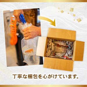 【スタンダード】 らんちゅう 飼育歴40年 ベテラン店主 日本らんちゅう協会 らんちゅう専門店 らんらん 蘭鋳 金魚 観賞魚 生き物 魚 生体 埼玉県 羽生市