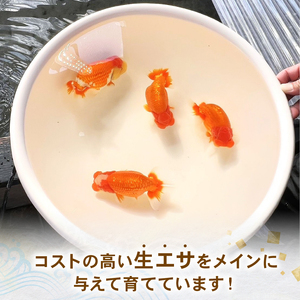 【ミドル】 らんちゅう 飼育歴40年 ベテラン店主 日本らんちゅう協会 らんちゅう専門店 らんらん 蘭鋳 金魚 観賞魚 生き物 魚 生体 埼玉県 羽生市