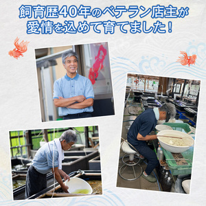 【選別(ハイ)】 らんちゅう 飼育歴40年 ベテラン店主 日本らんちゅう協会 らんちゅう専門店 らんらん 蘭鋳 金魚 観賞魚 生き物 魚 生体 埼玉県 羽生市