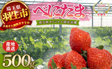 【予約】希少苺 べにたま 500g いちご 苺 いちご べにたま 埼玉県 羽生市