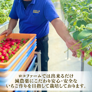 【予約】希少苺 べにたま 500g いちご 苺 いちご べにたま 埼玉県 羽生市