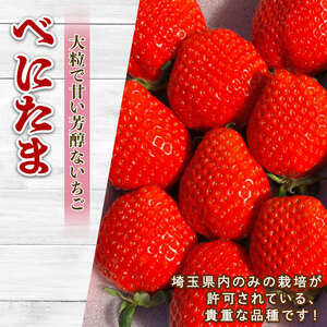 【予約】希少苺 べにたま 1000g いちご 苺 いちご べにたま 埼玉県 羽生市