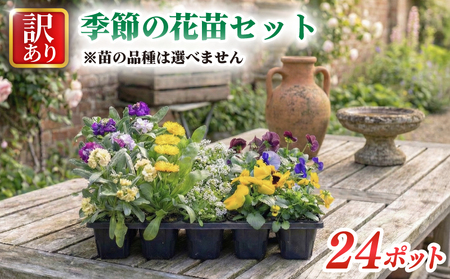 訳あり 品種おまかせ 季節のお花 24ポット 寄せ植え 花 ガーデニング 園芸 花苗 季節 お花 ハイフラワー 埼玉県 羽生市