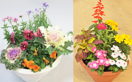 訳あり 品種おまかせ 季節のお花 24ポット 寄せ植え 花 ガーデニング 園芸 花苗 季節 お花 ハイフラワー 埼玉県 羽生市