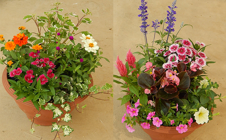 訳あり 品種おまかせ 季節のお花 24ポット 寄せ植え 花 ガーデニング 園芸 花苗 季節 お花 ハイフラワー 埼玉県 羽生市