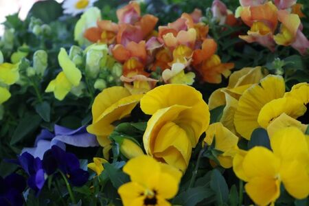 訳あり 品種おまかせ 季節のお花 24ポット 寄せ植え 花 ガーデニング 園芸 花苗 季節 お花 ハイフラワー 埼玉県 羽生市