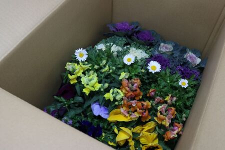 訳あり 品種おまかせ 季節のお花 24ポット 寄せ植え 花 ガーデニング 園芸 花苗 季節 お花 ハイフラワー 埼玉県 羽生市