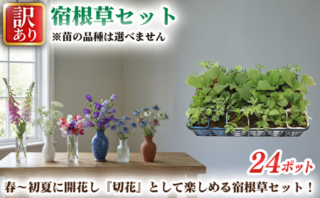 訳あり 品種おまかせ 宿根草 24ポット 切り花 寄せ植え 花 ガーデニング 園芸 花苗 季節 お花 ハイフラワー 埼玉県 羽生市