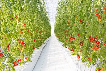 トマトジュース 500ml 2本 糖度10度以上 ごほうびとまと 100%