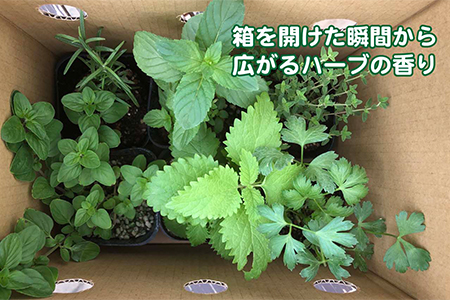 ハーブ栽培セット 届いたその日から始められる キッチンハーブ 埼玉県羽生市 ふるさと納税サイト ふるなび