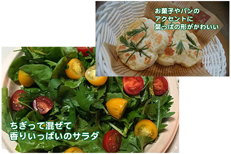 ハーブ栽培セット 届いたその日から始められる キッチンハーブ 埼玉県羽生市 ふるさと納税サイト ふるなび