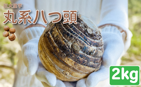 里芋 丸系八つ頭 2kg 数量限定 期間限定 野菜 芋 さといも 八つ頭 埼玉県 限定 羽生市産