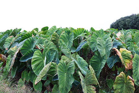 里芋 丸系八つ頭 2kg 数量限定 期間限定 野菜 芋 さといも 八つ頭 埼玉県 限定 羽生市産