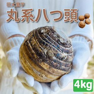 里芋 丸系八つ頭 4kg 数量限定 期間限定 野菜 芋 さといも 八つ頭 埼玉県 限定 羽生市産