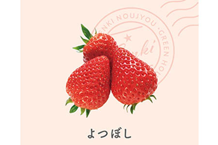 【予約】いちご よつぼし 560g 苺 げんき農場 苺