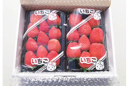 【予約】いちご よつぼし 560g 苺 げんき農場 苺