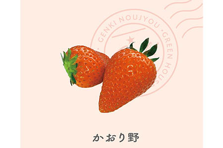 【予約】いちご かおり野 560g 苺 げんき農場 苺