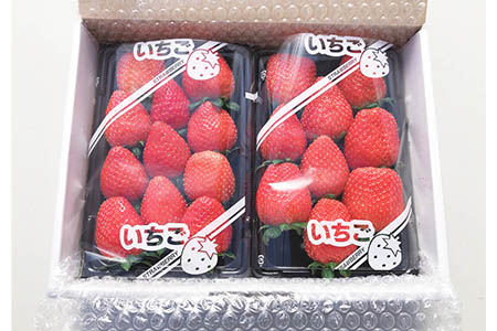 【予約】いちご かおり野 560g 苺 げんき農場 苺