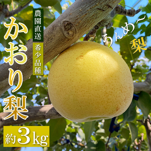 <20セット限定>梨爺が作ったうんめ~「かおり梨」3kgセット